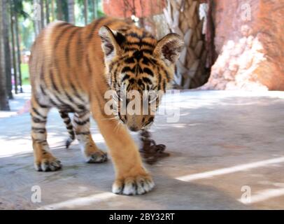 Junge tiger Stockfoto