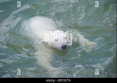 Kleiner Eisbär beim Schwimmen Stockfoto