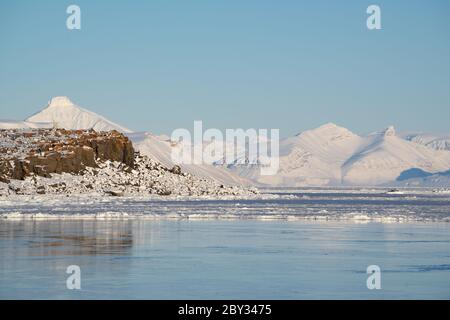 Felsen mit orangen Flechten in der Arktis im Frühjahr. Gefrorenes Meereis und schneebedeckte Berge. Stockfoto