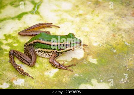 Bild von Reisfeld grünen Frosch oder Green Paddy Frog (Rana erythraea) auf dem Boden. Amphibien. Tier. Stockfoto