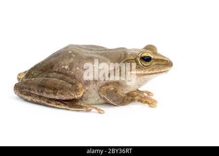 Bild von Frosch, Polypedates leucomystax, Polypedates maculatus auf weißem Hintergrund. Amphibien. Tier. Stockfoto