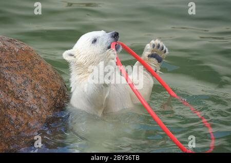 Kleiner weißer Eisbär beim Spielen Stockfoto