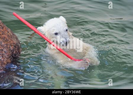 Kleine weiße Eisbär spielen im Wasser Stockfoto