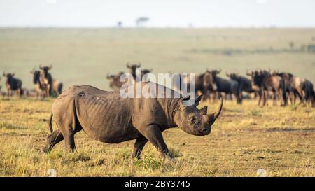 Ein erwachsenes schwarzes Nashorn mit großem Horn, das in Masai Mara Kenia die Gnus beobachtet Stockfoto