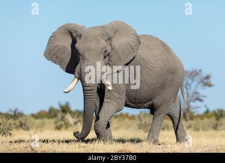 Eine afrikanische Elefantenweibin, die an einem sonnigen Tag mit blauem Himmel im Hintergrund in Savuti Botswana mit dem Kopf zur Kamera hin läuft Stockfoto