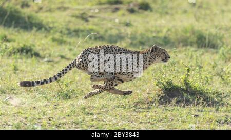 Ein Erwachsener Geparde Ganzkörper-Seitenansicht läuft mit Geschwindigkeit an einem sonnigen Tag mit grünem Hintergrund in Masai Mara Kenia Stockfoto