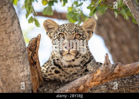 Ein Baby Leopard mit großen schönen Augen in einem Baum mit grünen Blättern, die geradeaus in Kruger Park Südafrika Stockfoto