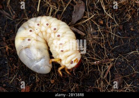 Bild von Würmern, Kokos-Nashornkäfer (Oryctes Nashorn), Larve auf dem Boden. Stockfoto