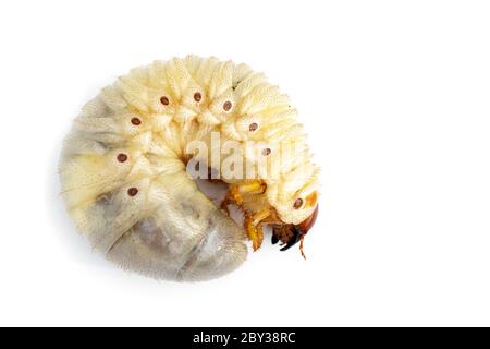 Bild von Würmern, Kokos-Nashornkäfer (Oryctes Nashorn), Larve auf weißem Hintergrund. Stockfoto