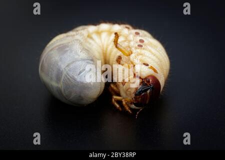 Bild von Würmern, Kokos-Nashornkäfer (Oryctes Nashorn), Larve auf schwarzem Hintergrund. Stockfoto