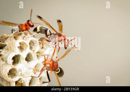 Bild von der gewöhnlichen Papierwasp / Ropalidia fasciata und Wespennest auf Naturhintergrund. Insekt. Tier Stockfoto