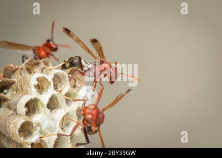 Bild von der gewöhnlichen Papierwasp / Ropalidia fasciata und Wespennest auf Naturhintergrund. Insekt. Tier Stockfoto