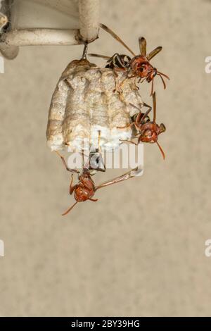 Bild von der gewöhnlichen Papierwasp / Ropalidia fasciata und Wespennest auf Naturhintergrund. Insekt. Tier Stockfoto