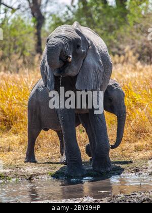 Zwei afrikanische Elefanten am Wasserloch (Okavango Region, Botswana) Stockfoto