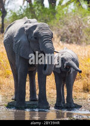 Zwei afrikanische Elefanten am Wasserloch (Okavango Region, Botswana) Stockfoto