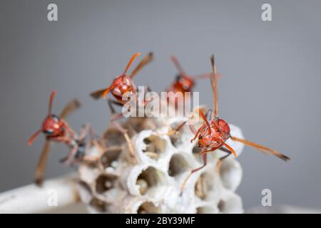 Bild von der gewöhnlichen Papierwasp / Ropalidia fasciata und Wespennest auf Naturhintergrund. Insekt. Tier Stockfoto