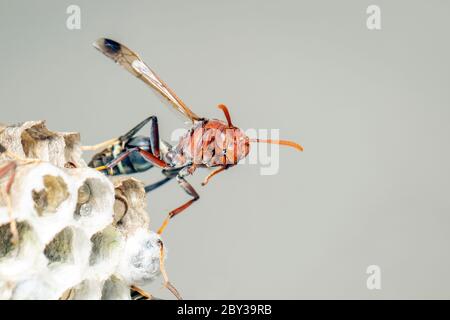 Bild von der gewöhnlichen Papierwasp / Ropalidia fasciata und Wespennest auf Naturhintergrund. Insekt. Tier Stockfoto