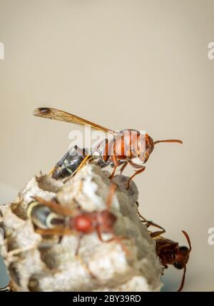 Bild von der gewöhnlichen Papierwasp / Ropalidia fasciata und Wespennest auf Naturhintergrund. Insekt. Tier Stockfoto