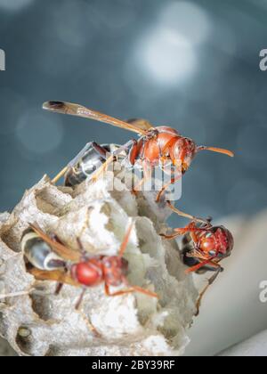 Bild von der gewöhnlichen Papierwasp / Ropalidia fasciata und Wespennest auf Naturhintergrund. Insekt. Tier Stockfoto