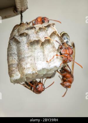 Bild von der gewöhnlichen Papierwasp / Ropalidia fasciata und Wespennest auf Naturhintergrund. Insekt. Tier Stockfoto