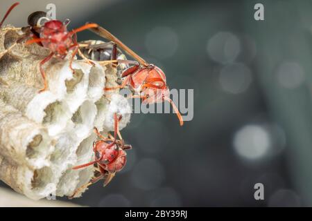 Bild von der gewöhnlichen Papierwasp / Ropalidia fasciata und Wespennest auf Naturhintergrund. Insekt. Tier Stockfoto