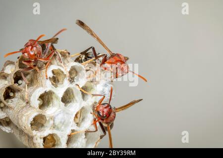 Bild von der gewöhnlichen Papierwasp / Ropalidia fasciata und Wespennest auf Naturhintergrund. Insekt. Tier Stockfoto