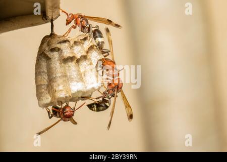 Bild von der gewöhnlichen Papierwasp / Ropalidia fasciata und Wespennest auf Naturhintergrund. Insekt. Tier Stockfoto