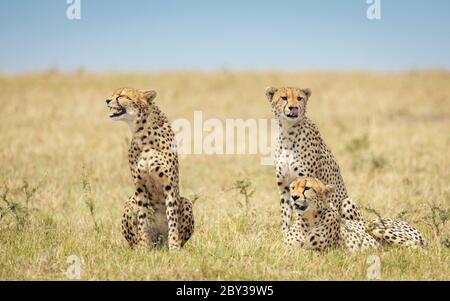 Drei Erwachsene Gepardenbrüder sitzen in der Masai Mara Savanne in Kenia Stockfoto