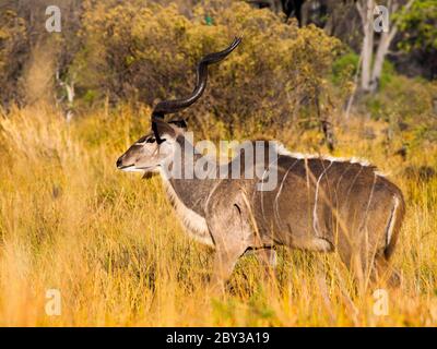 Männlicher Kudu-Bock, der im Grasland des Okavango-Deltas, Moremi Game Reserve, Botswana, entdeckt wurde Stockfoto