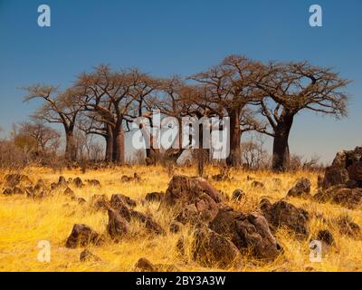 Baobab-Baumgruppe im Baobab-Paradies in der Nähe von Savuti, Chobe National Park, Botswana Stockfoto