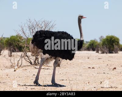 Strauß in trockener Savanne (Struthio camelus) Stockfoto