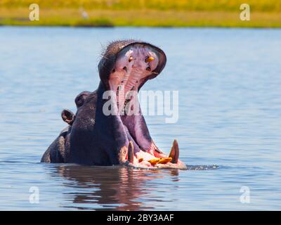 Großes Flusspferd mit weit geöffnetem Mund und scharfen Zähnen im Fluss Stockfoto