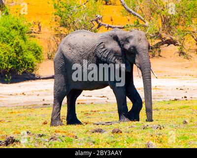 Riesiger afrikanischer Elefant, der im Gras am Chobe-Flussufer des Chobe-Nationalparks in Botswana steht. Der Park ist bekannt für seine spektakuläre Elefantenpopulation. Stockfoto