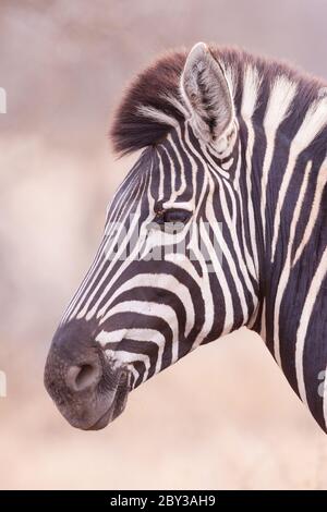 Vertikales Porträt des Zebras Seitenansicht des Kopfes mit weichem Hintergrund im Kruger National Park Südafrika Stockfoto