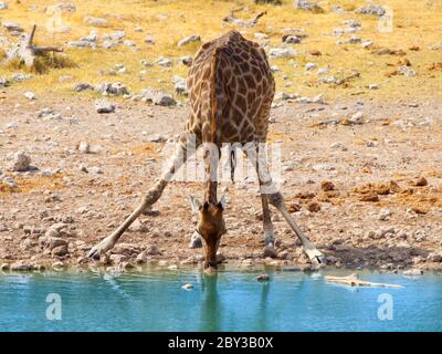 Durstige Giraffe trinkt aus Wasserloch in typischer Pose mit weit gespreizten Beinen, Etosha Nationalpark, Namibia, Afrika. Stockfoto