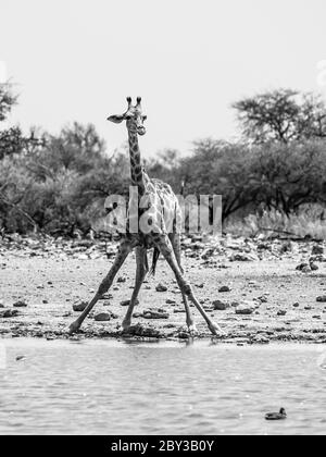 Durstige Giraffe trinkt aus Wasserloch in typischer Pose mit weit gespreizten Beinen, Etosha Nationalpark, Namibia. Schwarzweiß-Bild. Stockfoto