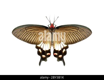 Bild des weiblichen großen mormonenschmetterlings (Papilio polytes) isoliert auf weißem Hintergrund. Insekt. Tiere. Stockfoto