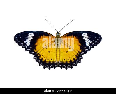 Bild von Leoparden Schnürung Schmetterling (Cethosia cyane euanthes) isoliert auf weißem Hintergrund. Insekt. Tiere. Stockfoto