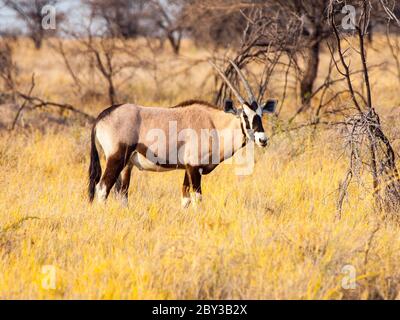 Gemsbok oder Gemsbuck Antilope, Oryx Gazelle, stehend in der Savanne der Kalahari Wüste, Namibia, Afrika. Stockfoto