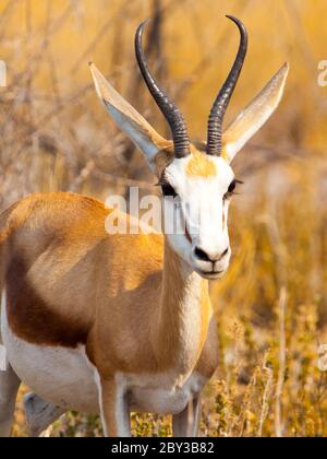 Männliche Impala Wandern in natürlichen Lebensraum der Savanne, Moremi Game Reserve, Botswana, Afrika. Stockfoto