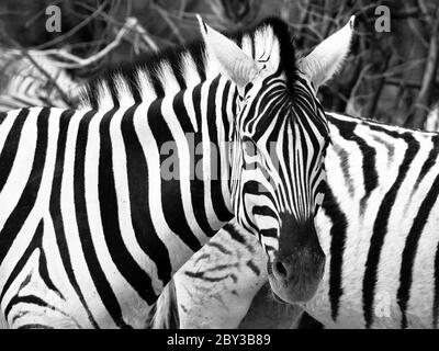 Prifile Nahaufnahme von wilden Zebras in Schwarz und Weiß, Etosha Nationalpark, Namibia, Afrika. Stockfoto