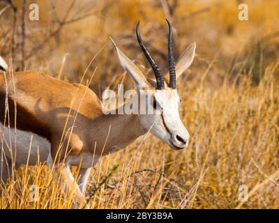 Männliche Impala zu Fuß in der Savanne, Moremi Game Reserve, Botswana Stockfoto