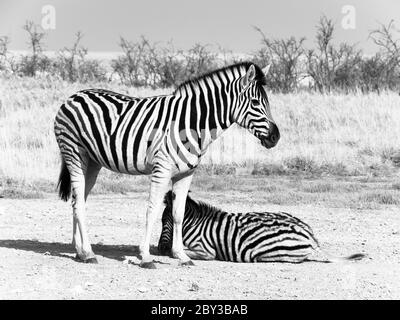 Zwei Zebras in der Savanne, Etosha Nationalpark, Namibia, Afrika. Schwarzweiß-Bild Stockfoto