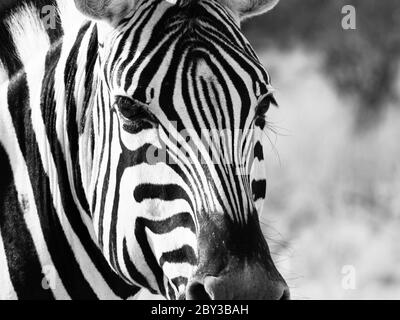 Detailansicht des Zebrakopfes, Etosha Nationalpark, Namibia. Schwarzweiß-Bild. Stockfoto