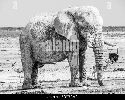 Alter riesiger afrikanischer Elefant, der im trockenen Land des Etosha Nationalparks, Namibia, Afrika steht. Stockfoto