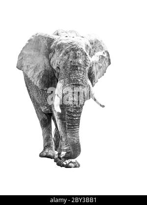 Riesiger afrikanischer Elefant isoliert auf weißem Hintergrund. Schwarzweiß-Bild. Stockfoto