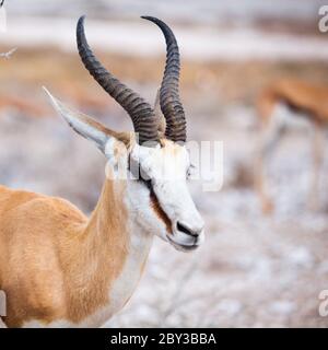 Impala-Porträt, afrikanische Tierwelt im Etosha-Nationalpark, Namibia, Afrika. Stockfoto