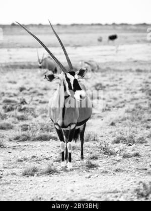 Gemsbok-Antilope oder Oryx Gazella, die im trockenen gelben Gras der Savanne im Etosha-Nationalpark, Namibia, steht. Schwarzweiß-Bild. Stockfoto