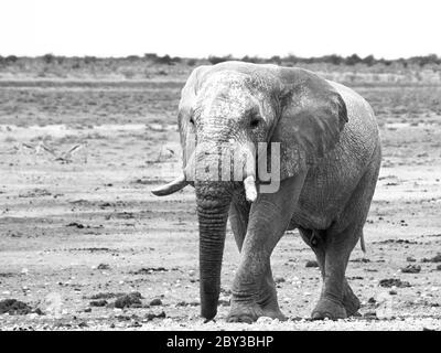 Alter riesiger afrikanischer Elefant, der im trockenen Land des Etosha Nationalparks, Namibia, Afrika steht. Stockfoto