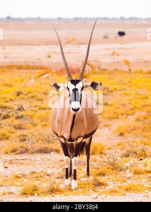 Gemsbok-Antilope oder Oryx Gazella, die im trockenen gelben Gras der Savanne im Etosha-Nationalpark, Namibia, steht Stockfoto